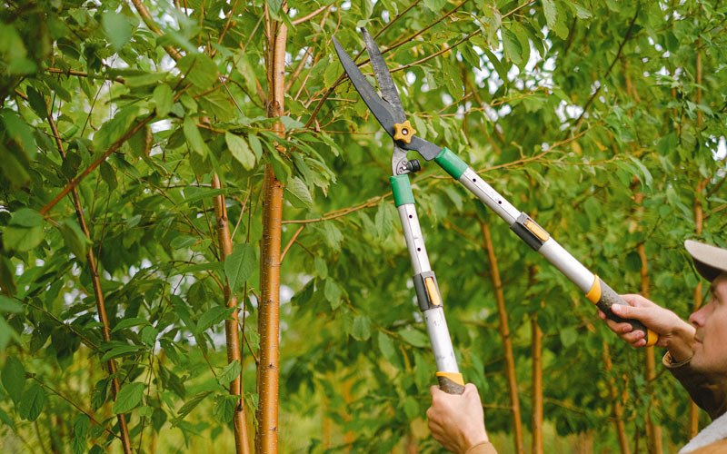 Tree trimming in Hunnewell, MO