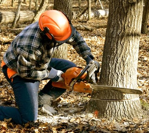 Tree Removal in Hunnewell, MO